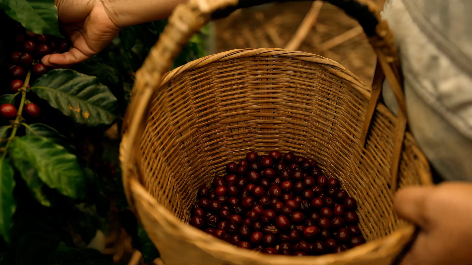 The Harvest